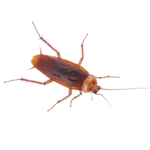 Cockroach Icon