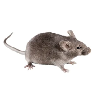 Rodent Control Icon