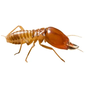 Termite Icon